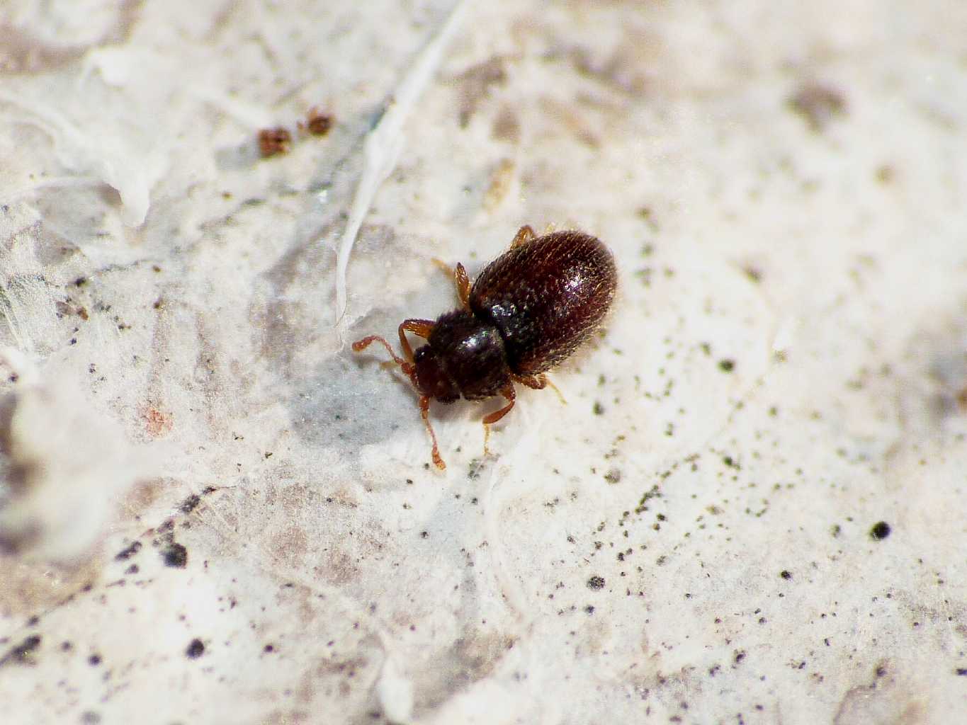 Migneauxia sp. (?) (Latridiidae) - S. Severa (RM)